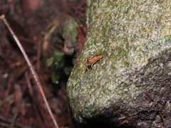 Elasmucha scutellata