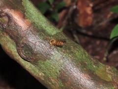 Elasmucha scutellata