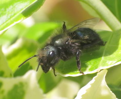 Osmia lignaria propinqua