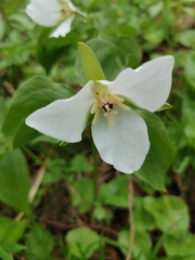 Trillium camschatcense