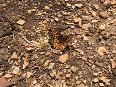 Speyeria callippe comstocki