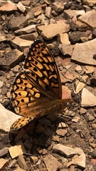 Speyeria callippe comstocki