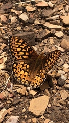 Speyeria callippe comstocki