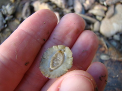 Onchidella nigricans