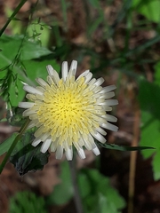 Sonchus oleraceus