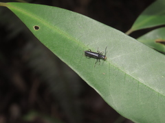 Fissocantharis