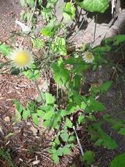 Sonchus oleraceus