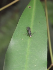 Fissocantharis