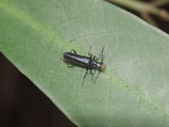 Fissocantharis