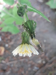 Sonchus oleraceus