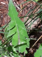 Sonchus oleraceus