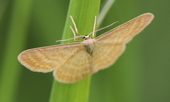 Idaea pallidata