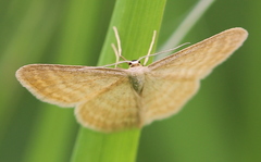 Idaea pallidata