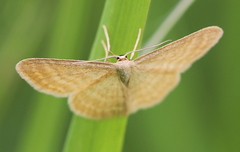 Idaea pallidata
