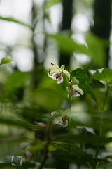 Collabium formosanum