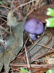 Cortinarius salor