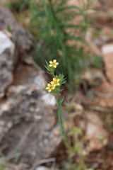 Linum strictum