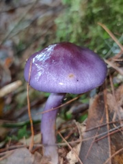 Cortinarius salor
