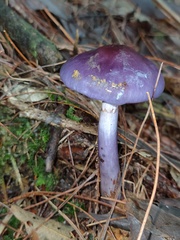 Cortinarius salor
