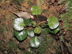 Shortia rotundifolia