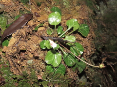 Shortia rotundifolia