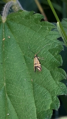 Nemophora ochsenheimerella