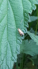 Nemophora ochsenheimerella
