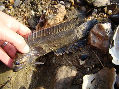 Acanthoclinus fuscus