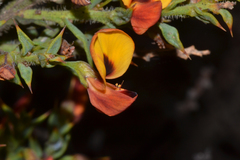 Daviesia umbonata