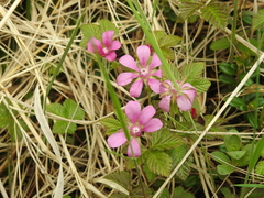 Rubus arcticus stellatus