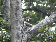 Halcyon smyrnensis