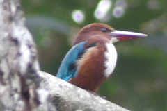 Halcyon smyrnensis