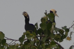 Anthracoceros albirostris