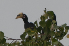 Anthracoceros albirostris