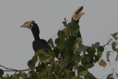 Anthracoceros albirostris