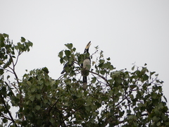 Anthracoceros albirostris
