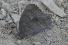 Mycalesis