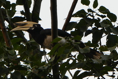 Anthracoceros albirostris