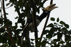 Anthracoceros albirostris