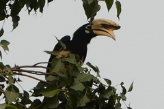Anthracoceros albirostris