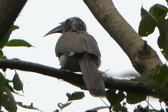 Ocyceros birostris