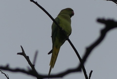 Psittacula krameri