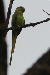 Psittacula krameri