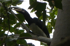 Anthracoceros albirostris