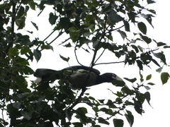 Anthracoceros albirostris