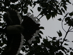 Anthracoceros albirostris