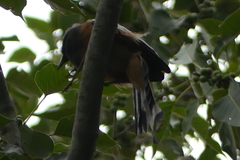 Dendrocitta vagabunda