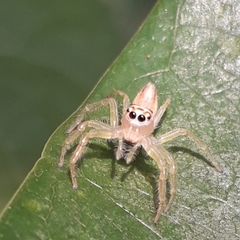 Telamonia dimidiata