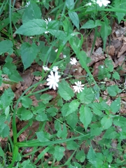 Stellaria nemorum