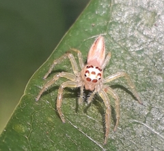 Telamonia dimidiata